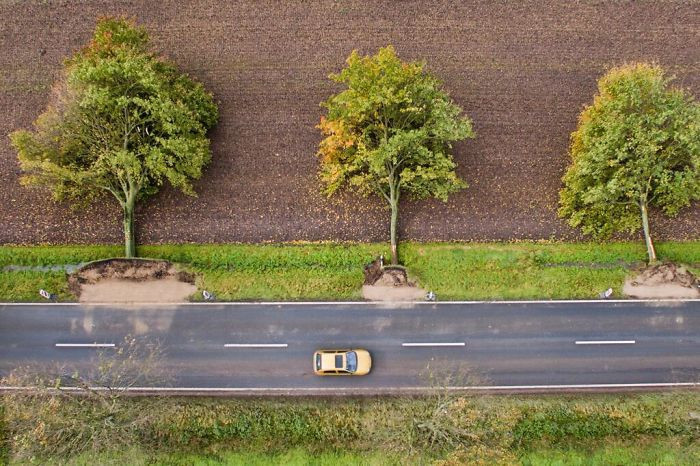 Những cây lớn bị bật gốc sau bão, tạo thành hình ảnh vừa kỳ lạ vừa bắt mắt.