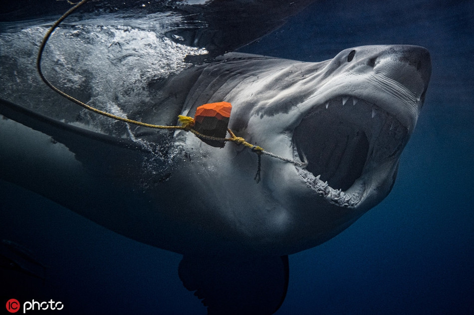 Trong suốt quá trình bơi lặn cạnh cá mập, Euan Rannachan đã cố hết sức để không gây chú ý, đồng thời làm quen với những con cá mập.