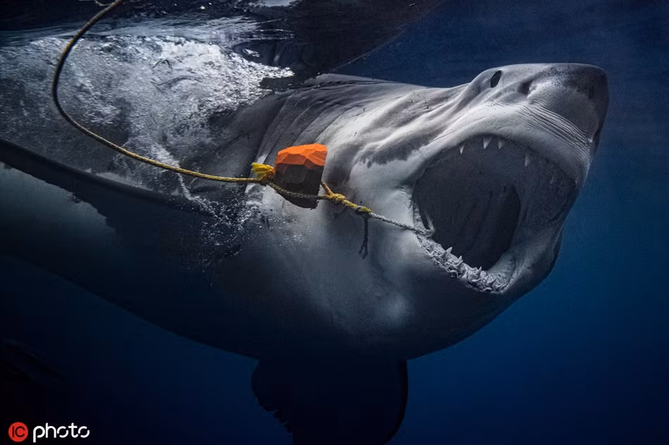 Trong suốt quá trình bơi lặn cạnh cá mập, Euan Rannachan đã cố hết sức để không gây chú ý, đồng thời làm quen với những con cá mập.