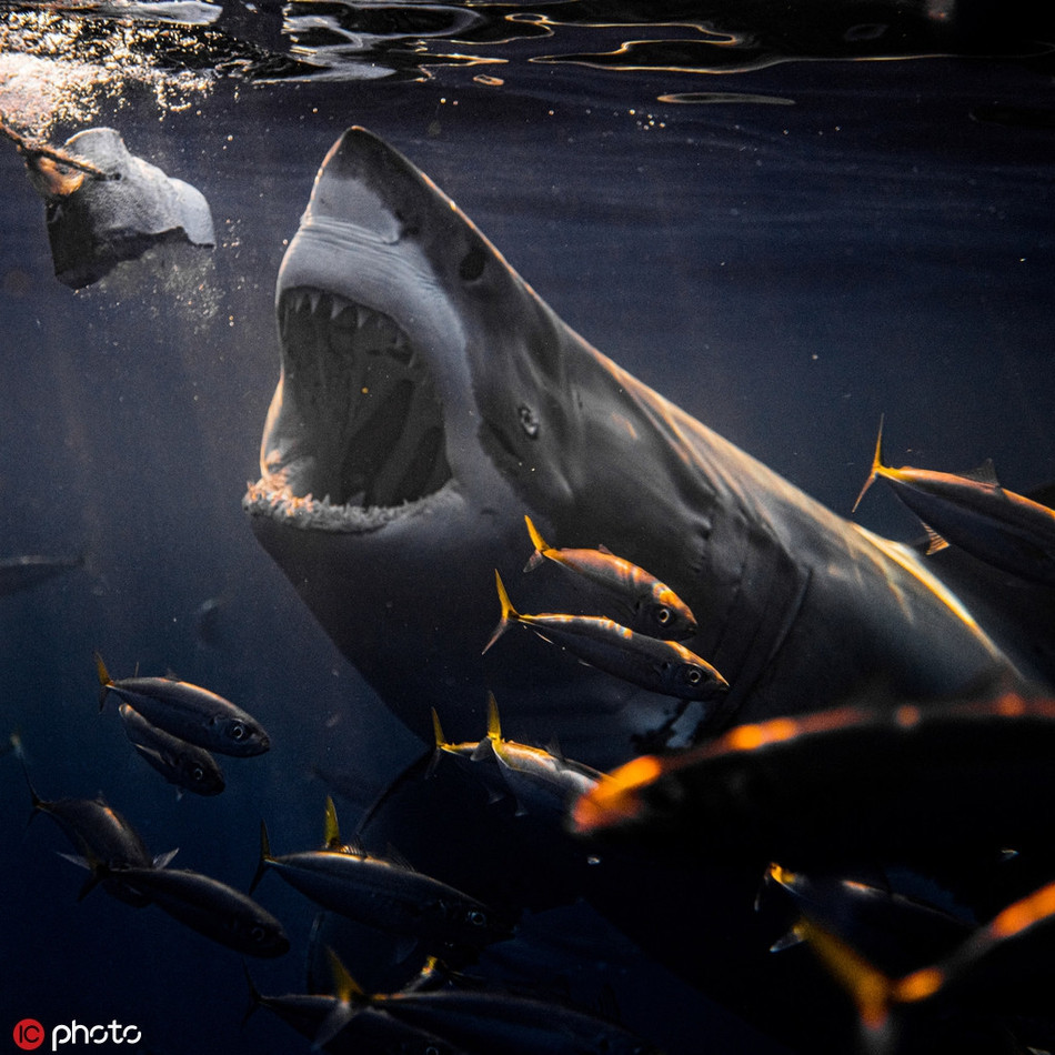 Để bắt được những khoảnh khắc choáng ngợp này, anh đã phải chờ đợi rất lâu, đến khi cá mập há miệng bắt mồi, anh mới chớp thời cơ, cố gắng ghi lại những hình ảnh độc đáo, bắt mắt.