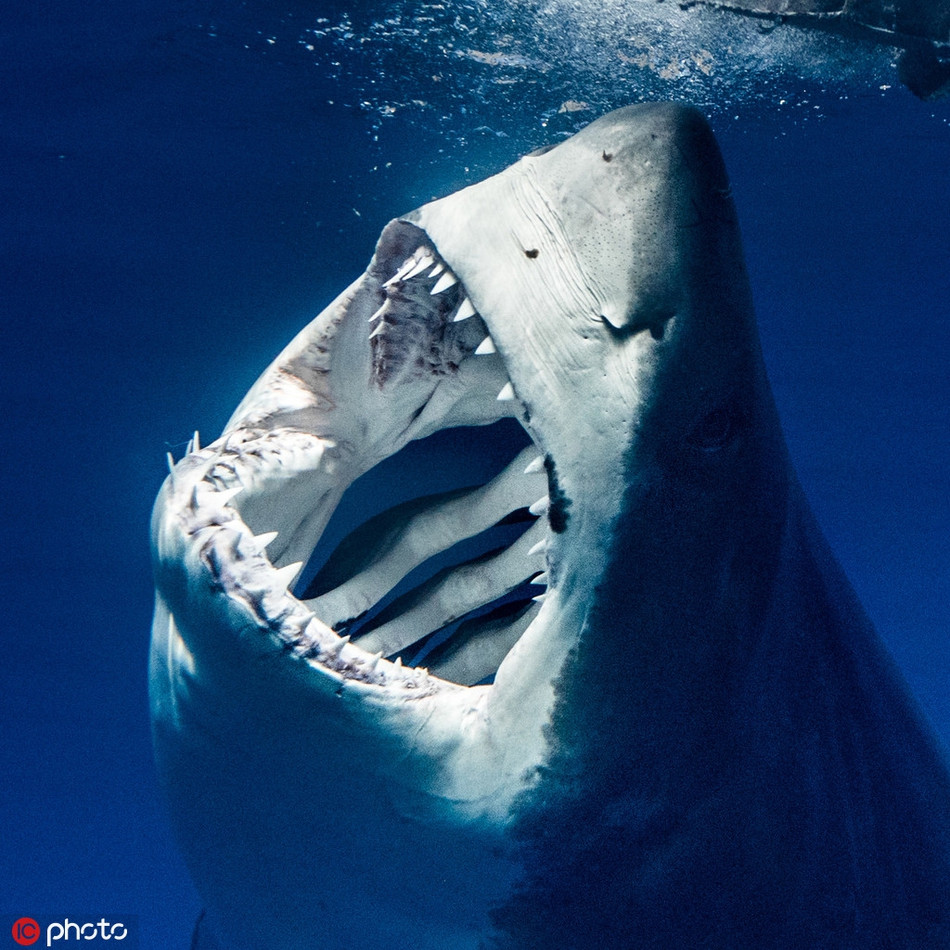 Theo chia sẻ của nhiếp ảnh gia Euan Rannachan, để chụp được những bức ảnh ấn tượng này, anh đã mạo hiểm, tiếp xúc gần gũi với cá mập khi lặn xuống dưới biển sâu.