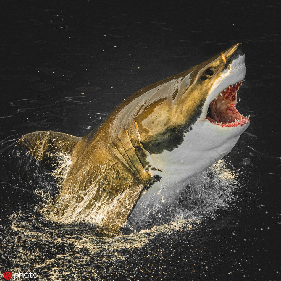 Mục đích của Euan Rannachan là khiến những con cá mập quen với sự xuất hiện của anh, đồng thời cũng không cảm thấy anh là mối đe dọa, cần phải xử lý.