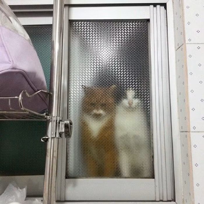 Rủ thêm cả đồng bạn cho có đôi có cặp, những con mèo quyết tâm trở thành cặp bài trùng trong mùa Halloween.