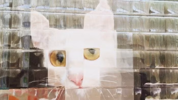 Nhờ hiệu hứng ô làm mờ, chú mèo này thành công tuyệt đối trong việc dọa dẫm người khác.