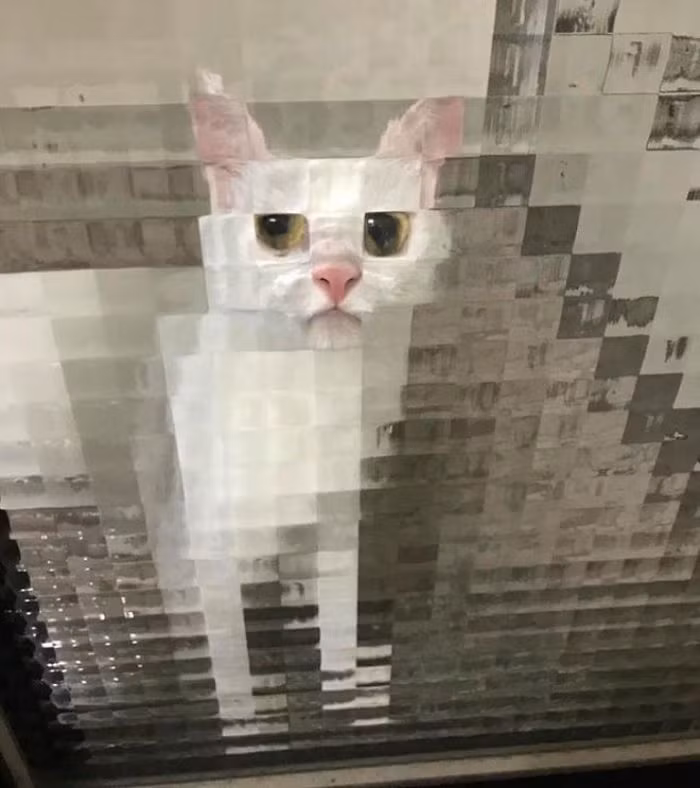 Mặc dù không hề có ý dọa dẫm chủ nhân, thế nhưng sự xuất hiện của mèo trắng phía sau tấm cửa kính mờ khiến nó trở nên đáng sợ.