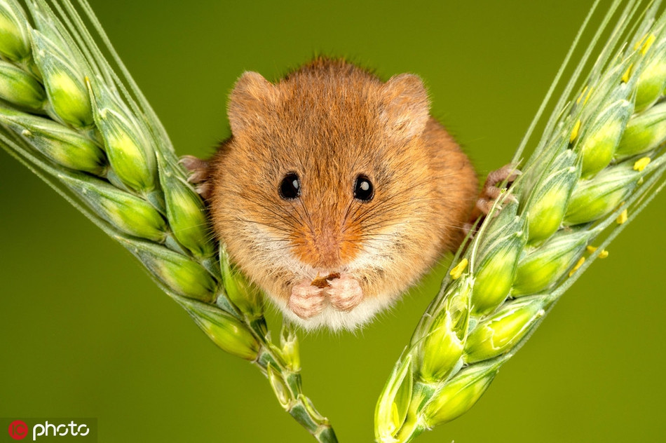 Sóc chuột cũng sở hữu khả năng thăng bằng đáng kinh ngạc mặc dù thân thể béo tròn.