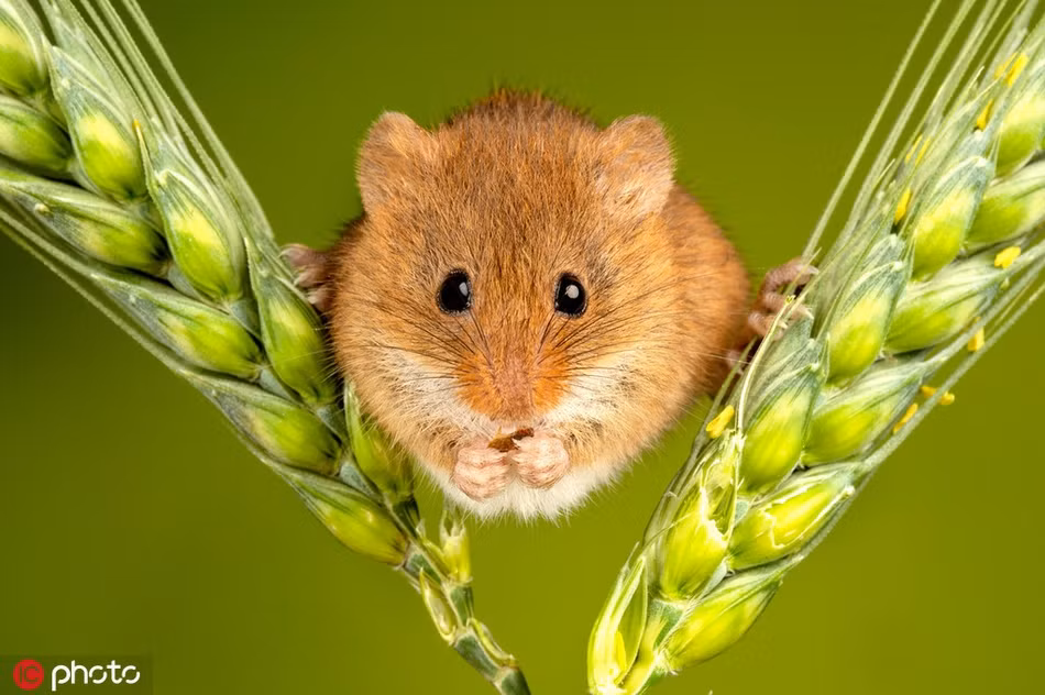 Sóc chuột cũng sở hữu khả năng thăng bằng đáng kinh ngạc mặc dù thân thể béo tròn.