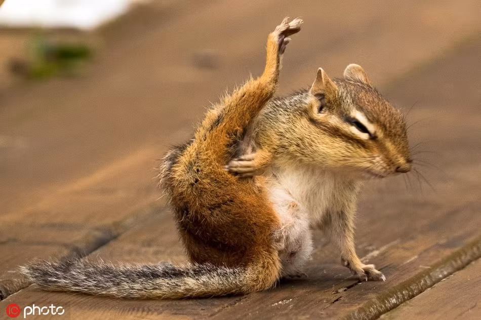 Để biểu hiện cho mọi người thấy mình không chỉ biết xin ăn và quậy phá, sóc chuột nhắm mắt thực hiện một động tác Yoga có độ khó cao.