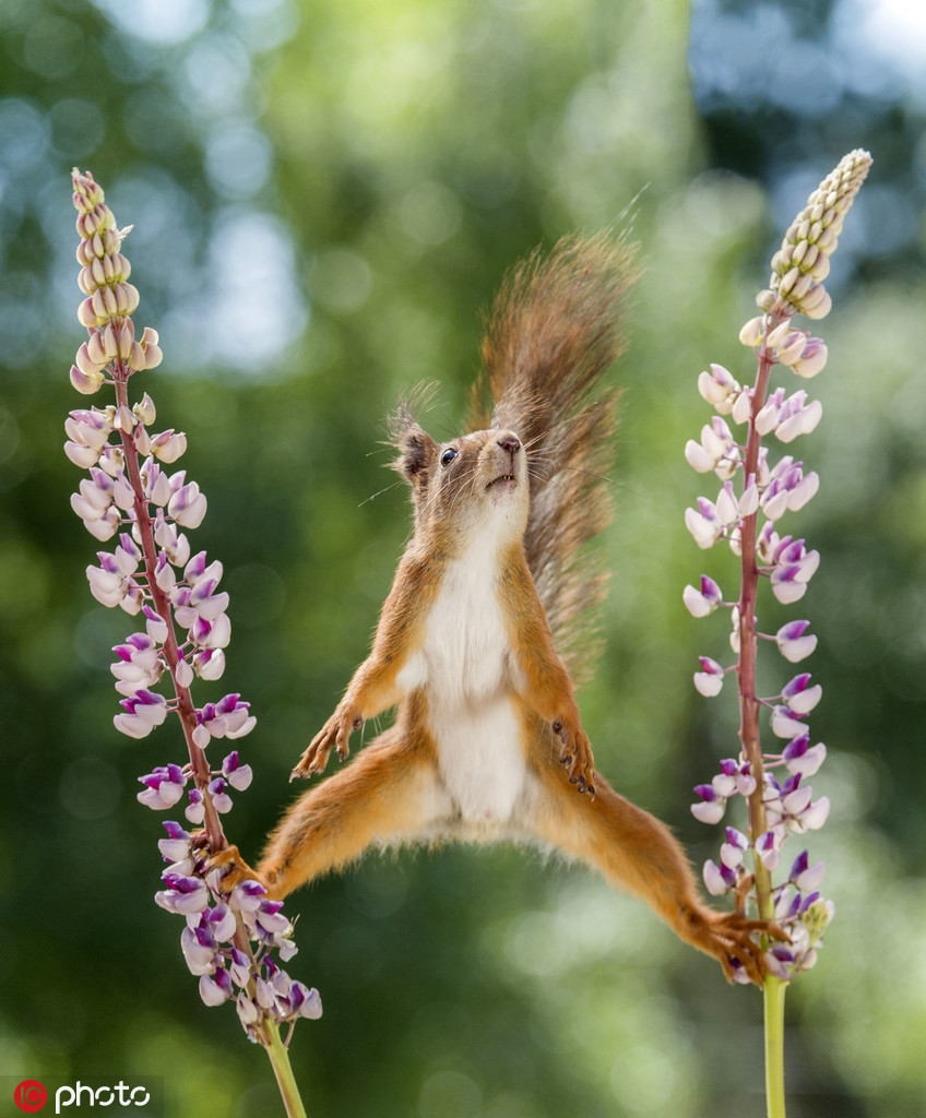 Với kỹ năng thăng bằng cực tốt này, sóc đỏ Thụy Điển khiến con người phải nhận thức khác về mình.