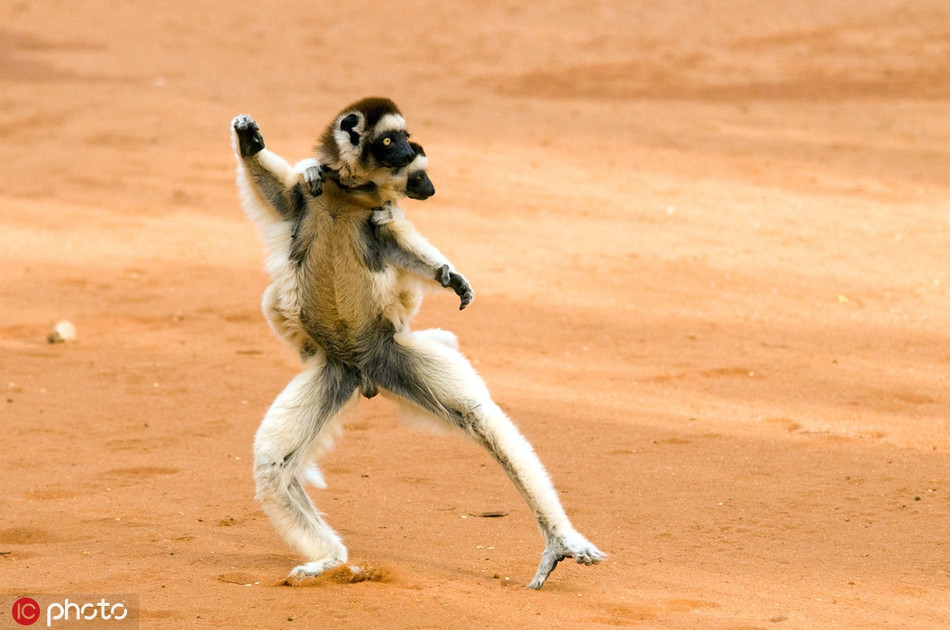 Tại khu bảo tồn thiên nhiên Berenty của Madonska, vượn cáo dù cõng con trên lưng vẫn không quên tập luyện thể dục. Trông loài động vật như đang thực hiện một động tác dưỡng sinh vô cùng thuần thục.