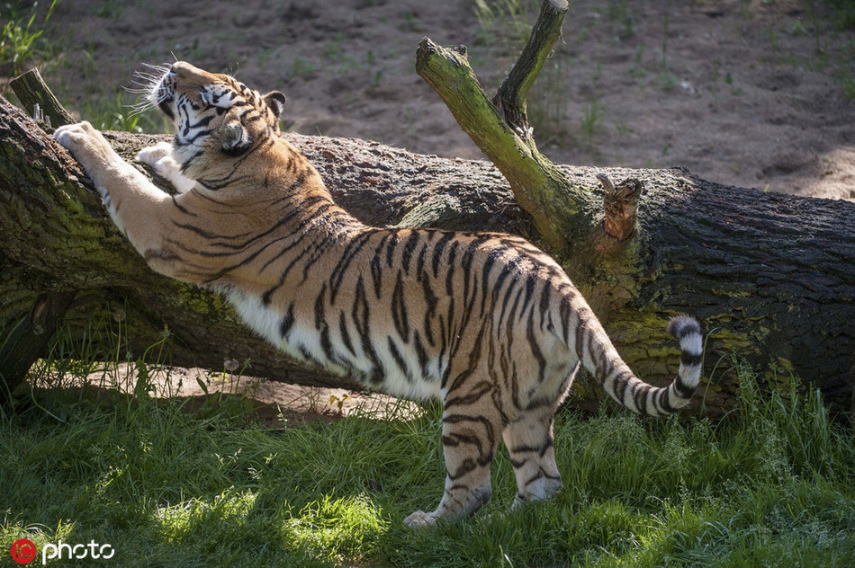 Hổ vằn sử dụng một thân cây đổ để thực hiện động tác rướn mình rất đẹp. Rõ ràng rõ ràng là bậc thầy về yoga trong thế giới động vật.