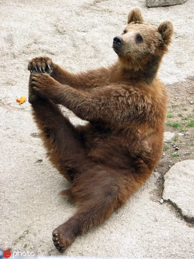 Ở sở thú Akhterri, Phần Lan, một con gấu nâu đang thực hiện động tác Yoga duỗi cơ rất chuẩn.