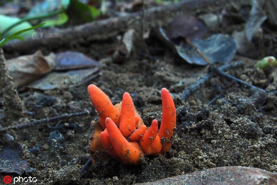 Hai hung nam cuc doc, cham qua cung co the teo nao-Hinh-2