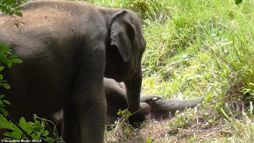 Xe long canh voi con tuyet vong lay goi voi me bi dau doc