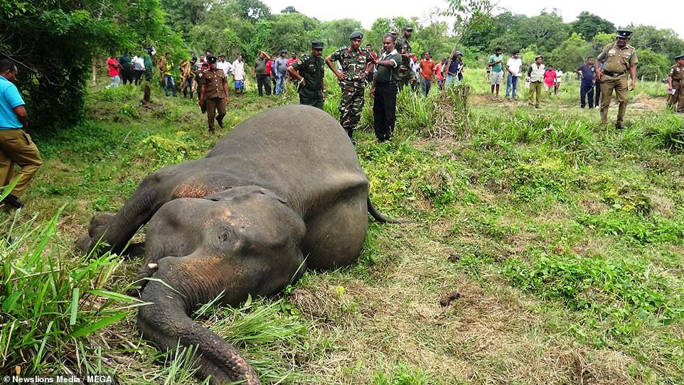 Xe long canh voi con tuyet vong lay goi voi me bi dau doc-Hinh-2