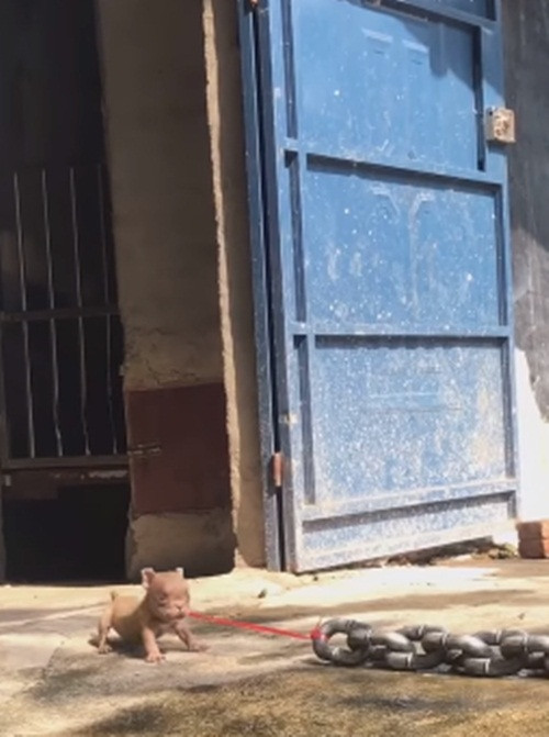 Ngo ong lao giang co voi thu cung 