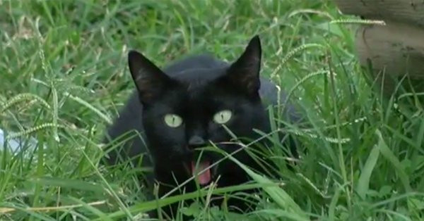 Meo mun cuu dai gia dinh chu nhan thoat khoi bien lua