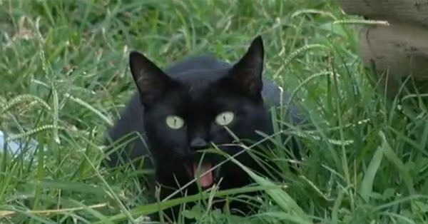 Meo mun cuu dai gia dinh chu nhan thoat khoi bien lua