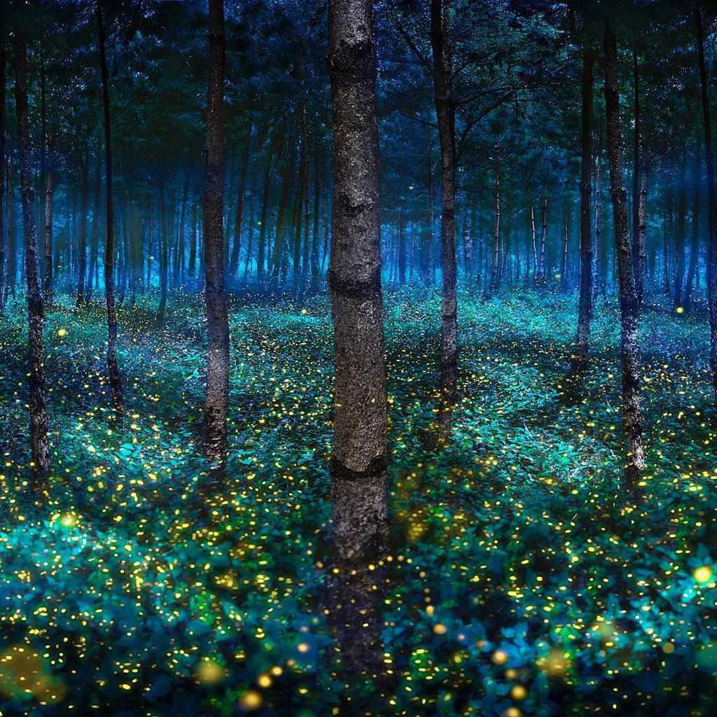  Đom đóm có màu nâu, thân mềm, cánh thường cứng và dai hơn các loại bọ cánh cứng khác. Loài côn trùng này có khả năng phát ra ánh sáng lạnh màu đỏ cam hay vàng xanh. Sự phát sáng ở đom đóm là do phản ứng hóa học bioluminescence (ánh sáng sinh học) xảy ra trong cơ quan chuyên biệt, nằm dưới bụng con vật. Ảnh: Pepe_soho.