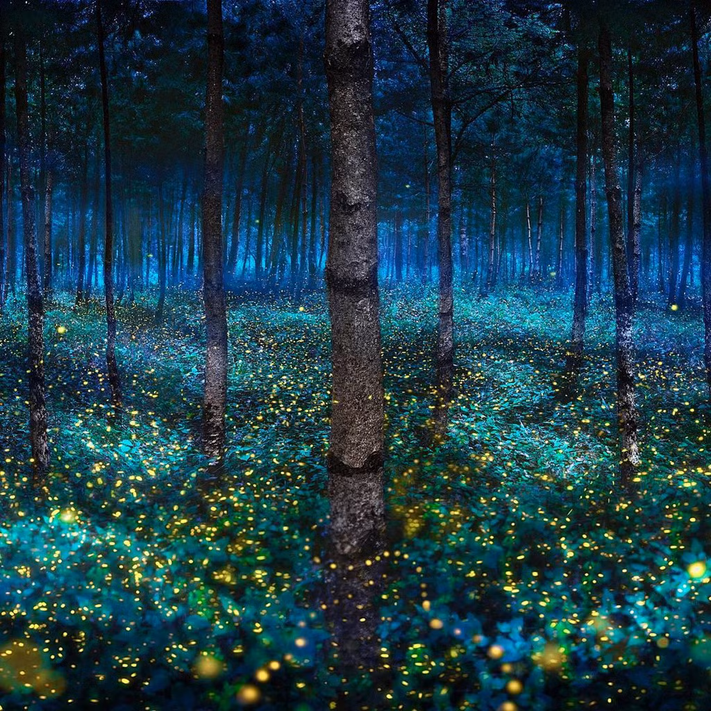  Đom đóm có màu nâu, thân mềm, cánh thường cứng và dai hơn các loại bọ cánh cứng khác. Loài côn trùng này có khả năng phát ra ánh sáng lạnh màu đỏ cam hay vàng xanh. Sự phát sáng ở đom đóm là do phản ứng hóa học bioluminescence (ánh sáng sinh học) xảy ra trong cơ quan chuyên biệt, nằm dưới bụng con vật. Ảnh: Pepe_soho.