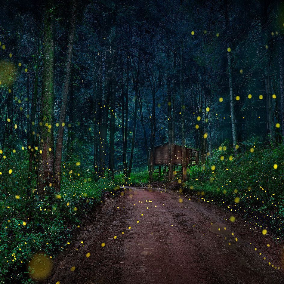 Từ tháng 6 đến tháng 8 hàng năm, khách du lịch đổ xô đến khu bảo tồn đom đóm ở Nanacamilpa (Tlaxcala, Mexico) để tận mắt chiêm ngưỡng cảnh tượng kỳ diệu. Đó là màn trình diễn ánh sáng hiếm hoi của những “nghệ sĩ” đom đóm. Ảnh: Pepe_soho.