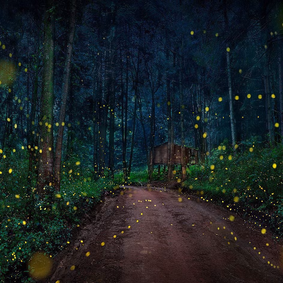 Từ tháng 6 đến tháng 8 hàng năm, khách du lịch đổ xô đến khu bảo tồn đom đóm ở Nanacamilpa (Tlaxcala, Mexico) để tận mắt chiêm ngưỡng cảnh tượng kỳ diệu. Đó là màn trình diễn ánh sáng hiếm hoi của những “nghệ sĩ” đom đóm. Ảnh: Pepe_soho.