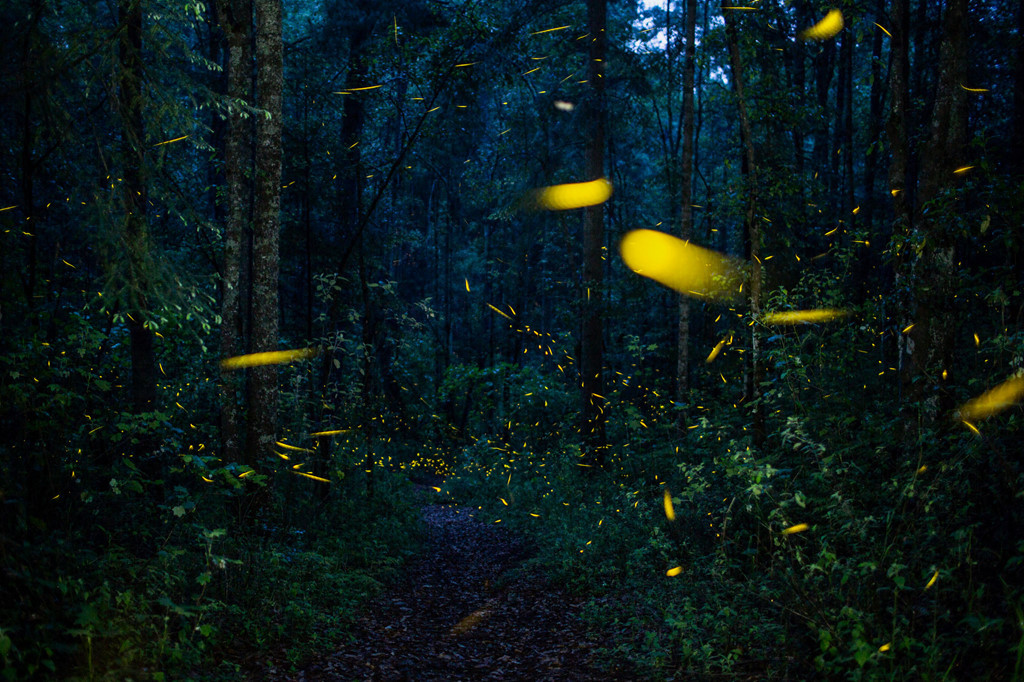 Khi đom đóm trưởng thành, nó chỉ có mục tiêu sống duy nhất là giao phối. Khả năng phát sáng không chỉ giúp đom đóm dụ bắt con mồi mà còn để quyến rũ bạn tình. Mùa hè là thời điểm loài côn trùng này bước vào mùa sinh sản. Chúng tập trung đông trong rừng sâu, gần các con suối hay hồ nước, đồng loạt phát sáng, tạo nên vẻ đẹp huyền diệu. Cảnh tượng đặc sắc ấy giúp những nơi tập trung đom đóm trở thành điểm đến thú vị, thu hút khách du lịch. Ảnh: Kirsten Luce.