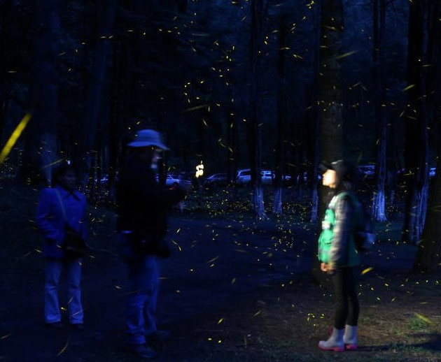 Bất kỳ ánh sáng nào, ngay cả màn hình điện thoại, đều có thể đánh lạc hướng những con đom đóm. Ảnh: Democratic, Edgard Garrido.