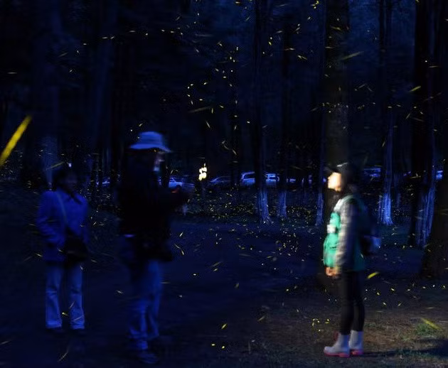 Bất kỳ ánh sáng nào, ngay cả màn hình điện thoại, đều có thể đánh lạc hướng những con đom đóm. Ảnh: Democratic, Edgard Garrido.