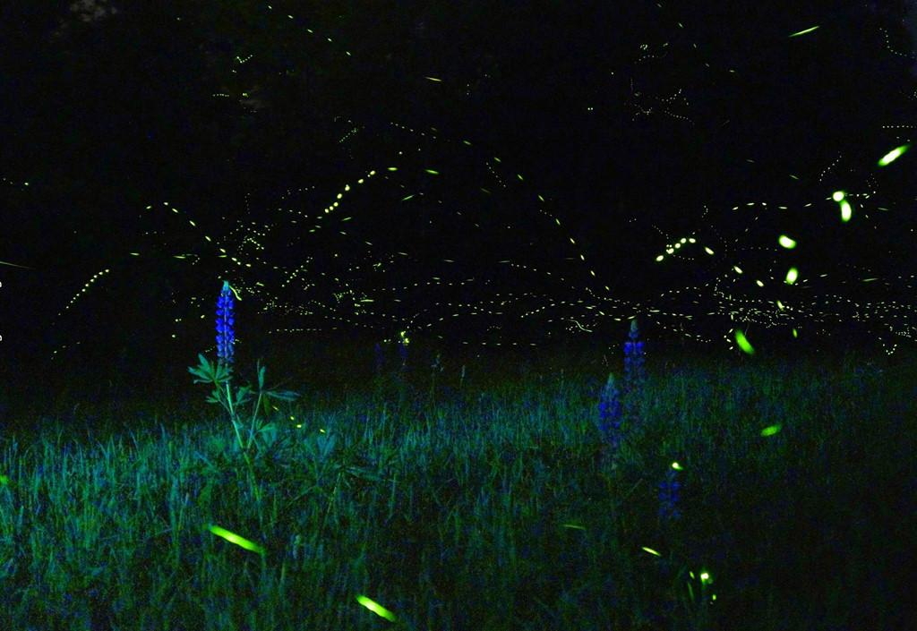Các sườn dốc thấp của núi lửa Popocatepetl và Iztaccihuatl (gần Nanacamilpa) là nơi cư trú của một đàn đom đóm lớn. Hoàng hôn mờ dần, những con đom đóm từ từ xuất hiện trong khu rừng thông oyamel dày đặc. “Vũ điệu phát quang sinh học” trong không trung kéo dài khoảng một giờ khi những con đom đóm đực tranh giành sự chú ý của con cái. Hàng nghìn con thắp sáng 200 ha rộng lớn, tạo nên khung cảnh lấp lánh tựa thế giới cổ tích. Ảnh: Luciernagas_15.