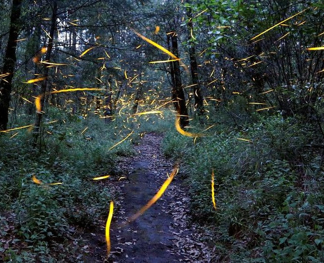 Du khách phải tuân thủ các quy tắc cơ bản của chuyến tham quan như chỉ đi bộ trên đường, không mở nhạc, không dùng thuốc chống côn trùng, không bật đèn và hoàn toàn không sử dụng điện thoại di động.