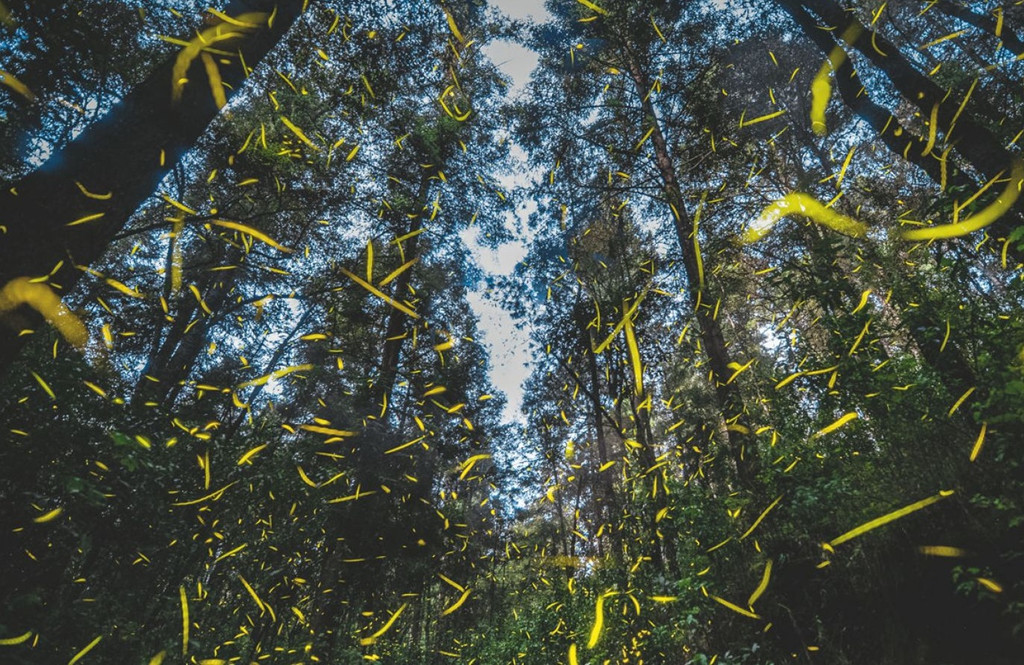 “Vũ điệu đom đóm” trở thành hiện tượng mới lạ, hấp dẫn khách du lịch ở Mexico. Số lượng người đến thăm khu rừng đom đóm Nanacamilpa tăng nhanh trong những năm gần đây (từ 4.000 khách năm 2012 tăng lên hơn 100.000 năm 2017). Không chỉ tại Mexico, du lịch đom đóm cũng phát triển ở Đài Loan (Trung Quốc), Thái Lan, Nhật Bản, Malaysia và miền đông nước Mỹ. Ảnh: Shutterstock.