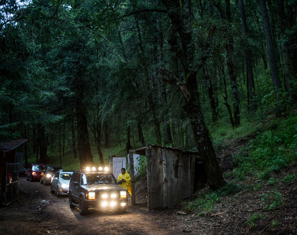 Để đến khu bảo tồn đom đóm Nanacamilpa, du khách sẽ đi qua đồng quê yên bình với các cánh đồng lúa mì, lúa mạch, đậu fava và ngô trải dài đến rìa rừng. Đi bộ sâu vào rừng, du khách sẽ nhìn thấy những cây thông, sồi và linh sam cao lớn cùng rất nhiều loài cỏ dại bao phủ mặt đất. Mùa này thường mưa rất nhiều và khiến cho cuộc đi bộ của du khách thêm khó khăn. Song đây là điều kiện thời tiết thích hợp nhất để gặp gỡ những con đom đóm. Ảnh: Kirsten Luce.