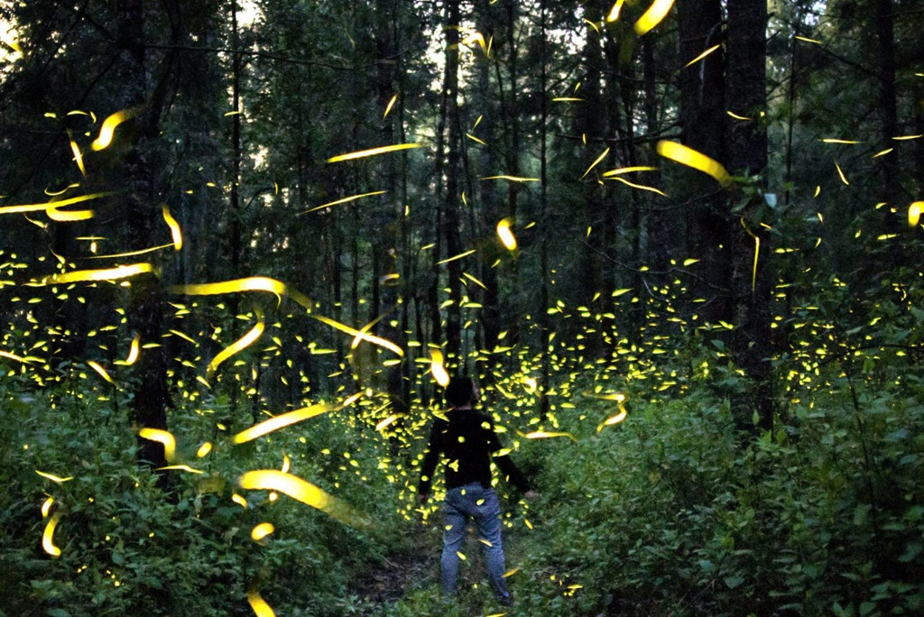 Tựa như tách biệt với thế giới bên ngoài, du khách ngồi giữa rừng, tận hưởng buổi chiều yên ắng và hồi hộp chờ đợi màn đêm buông xuống. Thành quả thu được là trải nghiệm tuyệt vời khi được hòa mình vào khung cảnh tự nhiên rực sáng ngỡ như không có thật trên đời, khiến du khách nhớ mãi. Ảnh: Mike Corey.