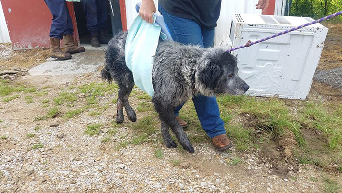 Mới đây, nhóm giải cứu động vật Dallas Dog RRR đã đăng tải một loạt các hình ảnh, cho thấy cuộc sống của một chú chó bị ngược đãi đã được thay đổi như thế nào khi được giải cứu, gây xôn xao dư luận.