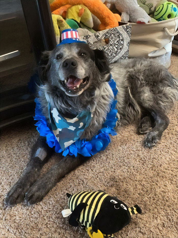 Kể từ giây phút chú chó Sanford được đưa về nhà cô Karen, dường như nó đã nhận ra đây là một nơi an toàn, ấm áp và không thể vui hơn về điều đó.