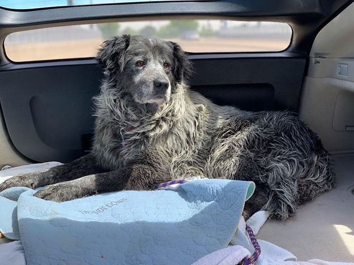 Khi Sanford được các bác sĩ thú y kiểm tra. May mắn thay các thương tích trên cơ thể của chú chó không đe dọa đến tính mạng. Tuy nhiên, Sanford đã hơn 10 tuổi và đã trải qua rất nhiều đau khổ trong đời.