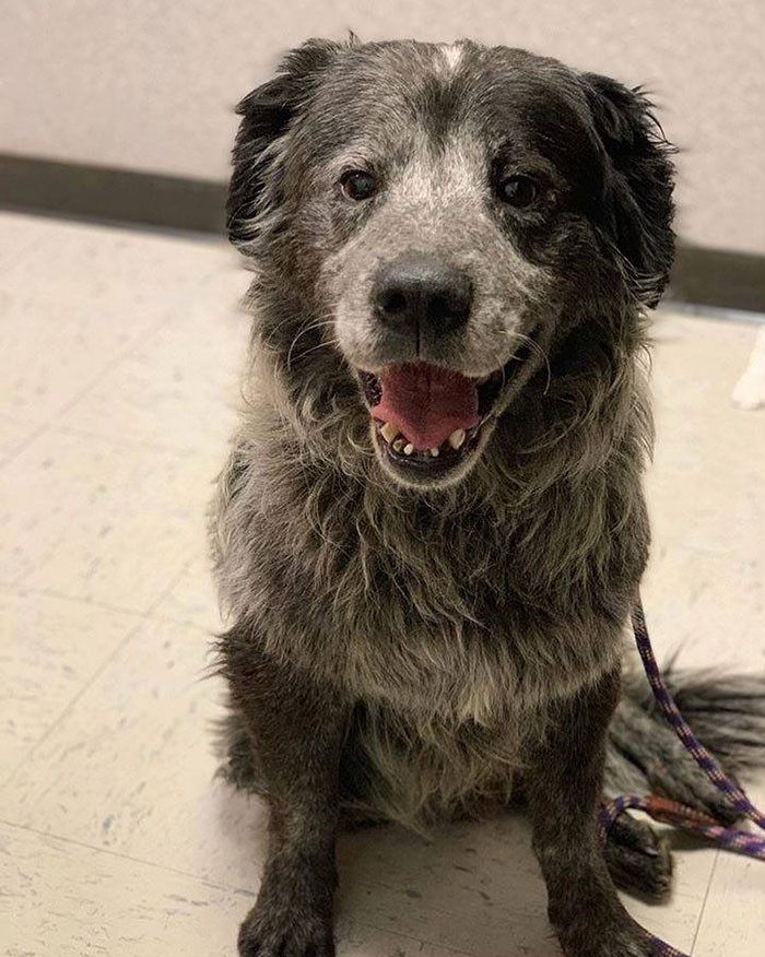 Sanford luôn mỉm cười bất cứ khi nào nghe tiếng của chủ nhân. Không chỉ thế, chú chó còn vô cùng hòa thuận với những con chó khác và yêu thương những đứa trẻ.