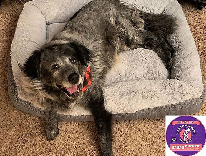 Cuối cùng, trải qua bao gian khổ, chú chó bị bỏ rơi Sanford cũng có một cuộc sống ấm áp, hạnh phúc trong mơ.