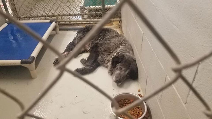 Khi các nhân viên của nhóm giải cứu động vật Dallas Dog RRR gặp Sanford lần đầu, chú chó đã ở trong tình trạng vô cùng tồi tệ. Không chỉ bị thương sau khi bị xe đâm, chú chó còn từng bị bắn, găm một viên đạn trong người.