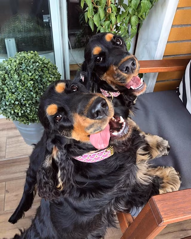 Ngan ngo ngam hai co cho 