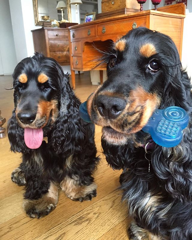 Ngan ngo ngam hai co cho 