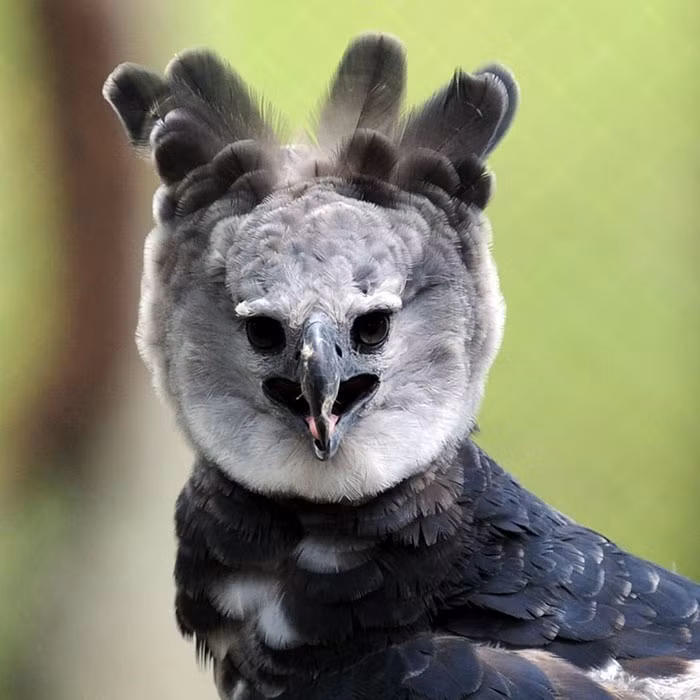 Một số người cũng nhận xét, đại bàng Hapry quá thần thái, hệt như một người đang mặc đồ hóa trang.