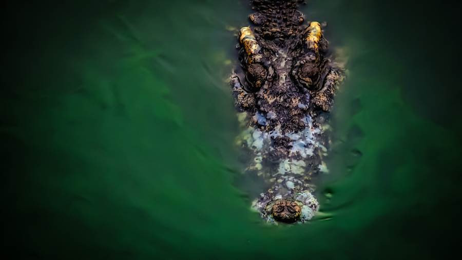 Dua cho cung di boi, nguoi dan ong hot hoang chung kien dieu dang so