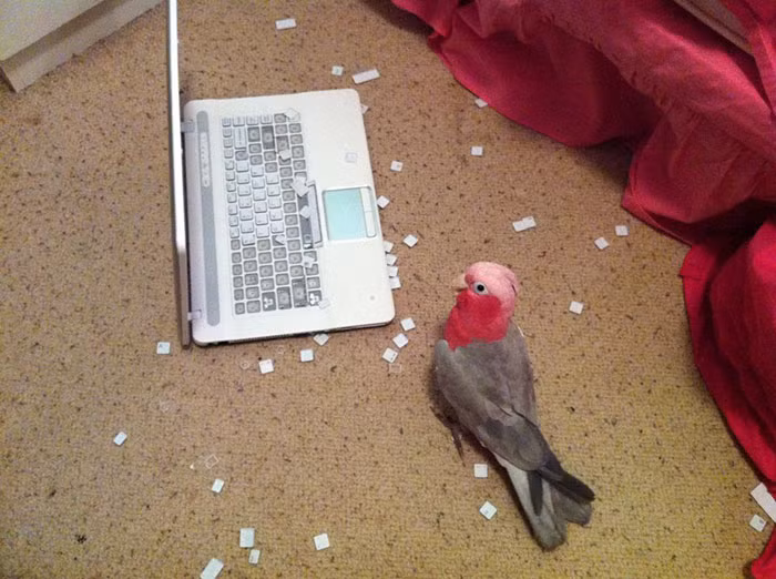 Để máy tính ở nhà, cô gái không ngờ rằng vẹt cưng sẽ "xử lý" bàn phím gọn ghẽ như vậy.