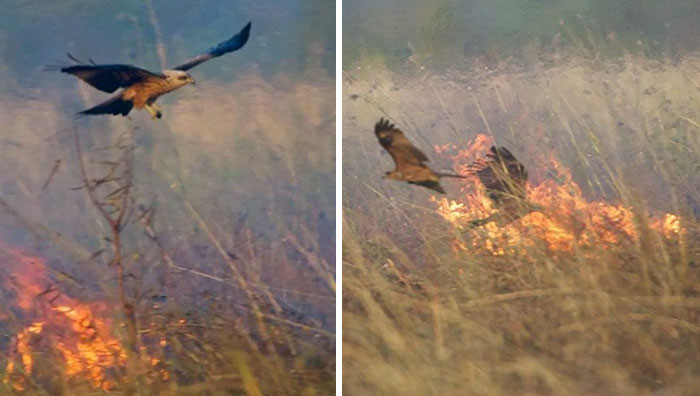 Để xứng danh với cái tên diều hâu lửa của mình, những con chim này thích thú vui đùa với lửa.