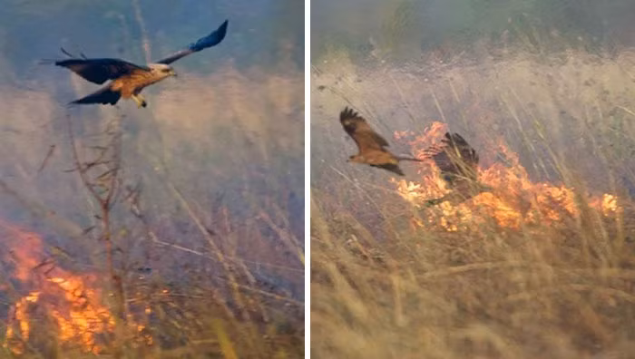 Để xứng danh với cái tên diều hâu lửa của mình, những con chim này thích thú vui đùa với lửa.