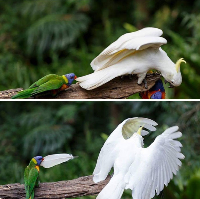 Ghen tị với một lông trắng muốt thanh tao của vẹt mào lưu huỳnh, chim uyên ương lén lút nhổ trộm.
