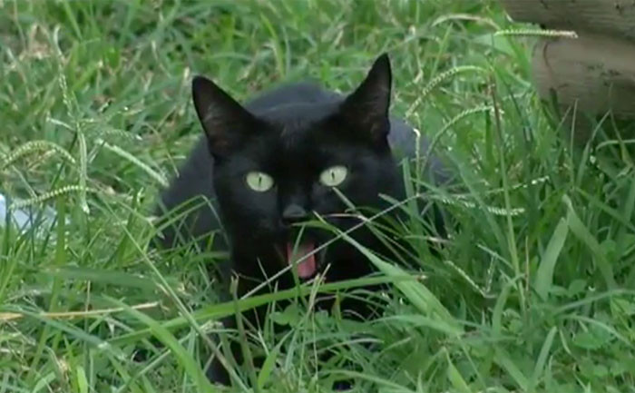 Luna, chú mèo mun đã không ngại nguy hiểm, cứu gia đình chủ nhân gồm 8 người thoát khỏi đám cháy.