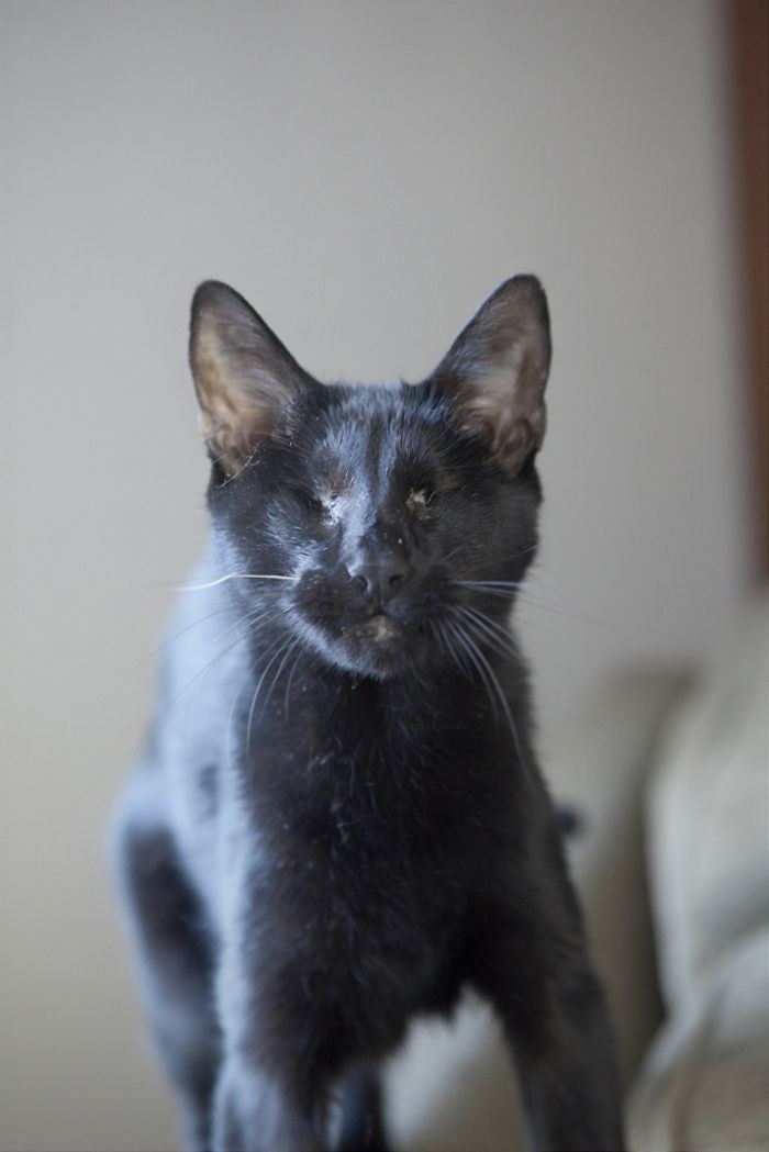 Homer, một chú mèo mù dũng cảm đã cứu chủ nhân của mình thoát khỏi những tên trộm hung hăng khi chúng mò vào nhà.